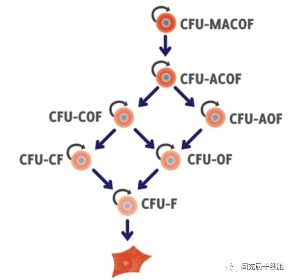 人胚胎干细胞团体标准