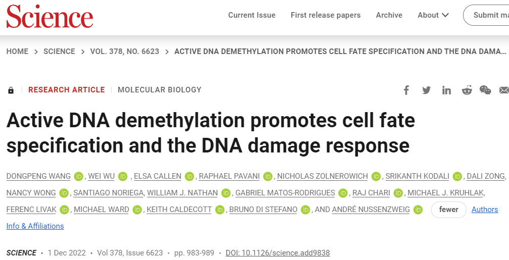 Science | 王东鹏/吴薇等揭示DNA主动去甲基化调控DNA损伤应答与细胞命运